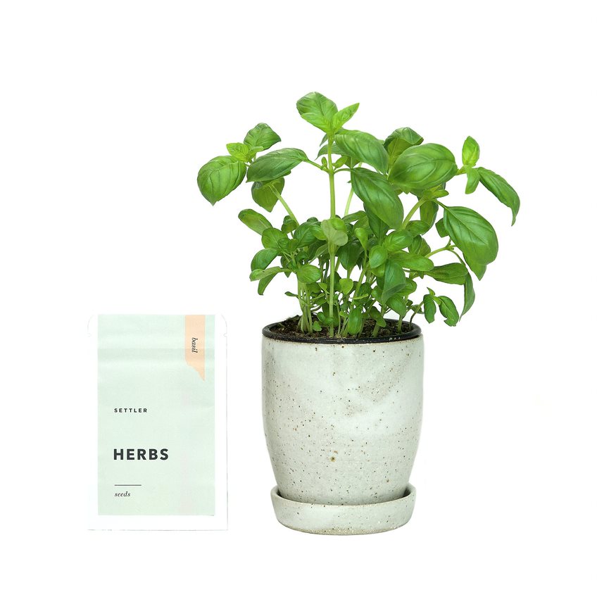 herbs+planter